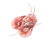 椰子壳精品app下载安装