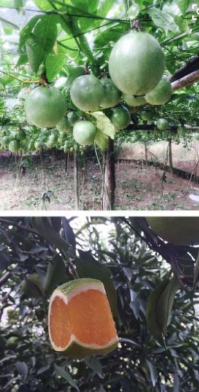 颐和果园2026版下载