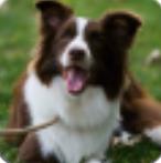 26个英文字母及识字卡2026最新安卓下载